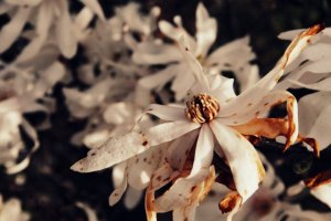 blog pix joanna's flower pix